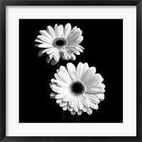 Framed Gerbera Portrait I