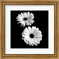 Framed Gerbera Portrait I