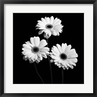 Framed Gerbera Portrait II