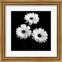 Framed Gerbera Portrait II