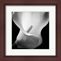 Framed Softness I