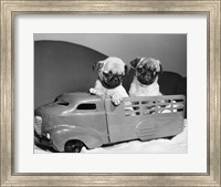 Framed Pug Puppies Sitting In Back Of Toy Truck