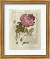 Framed Centifolia Rose Crop