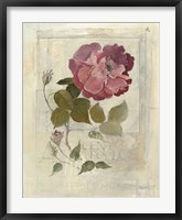 Framed Centifolia Rose Crop