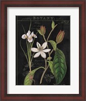 Framed Vintage White Flora III
