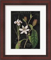 Framed Vintage White Flora III