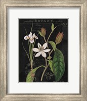 Framed Vintage White Flora III