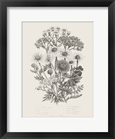 Flowering Plants V Neutral Framed Print