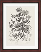 Framed Flowering Plants IV Neutral