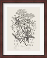 Framed Flowering Plants I Neutral