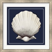 Framed Coastal Shell II with Border Navy