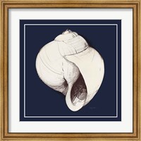 Framed Coastal Shell I with Border Navy