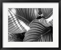 Framed Leaf Abstract V