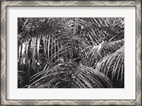 Framed Tropical Fronds BW