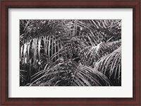 Framed Tropical Fronds BW