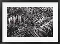 Framed Tropical Fronds BW