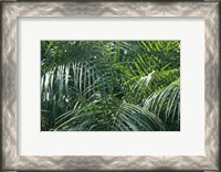 Framed Tropical Fronds