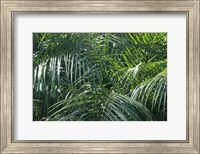 Framed Tropical Fronds