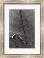 Framed Palm Detail III BW