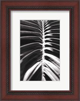Framed Palm Detail II BW