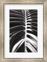 Framed Palm Detail II BW