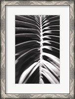 Framed Palm Detail II BW