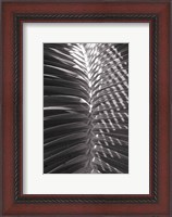 Framed Palm Detail I BW