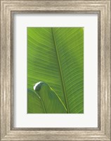 Framed Palm Detail III