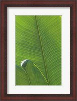 Framed Palm Detail III
