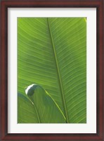 Framed Palm Detail III