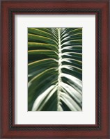 Framed Palm Detail II