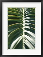 Framed Palm Detail II