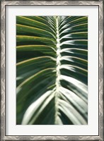 Framed Palm Detail II