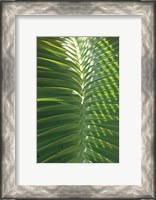 Framed Palm Detail I