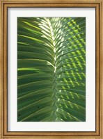 Framed Palm Detail I