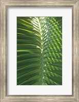Framed Palm Detail I
