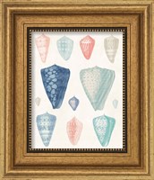 Framed 'Colorful Shell Assortment II Coral Cove' border=