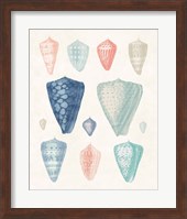 Framed Colorful Shell Assortment II Coral Cove