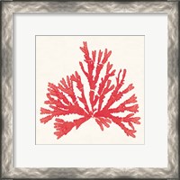 Framed 'Pacific Sea Mosses IV Red' border=