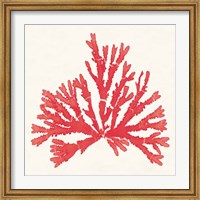 Framed Pacific Sea Mosses IV Red