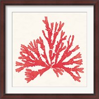 Framed Pacific Sea Mosses IV Red