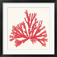 Framed 'Pacific Sea Mosses IV Red' border=