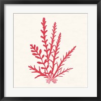 Framed Pacific Sea Mosses III Red