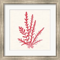 Framed Pacific Sea Mosses III Red