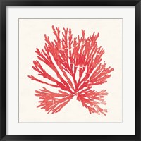 Framed Pacific Sea Mosses II Red