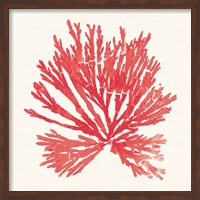 Framed Pacific Sea Mosses II Red