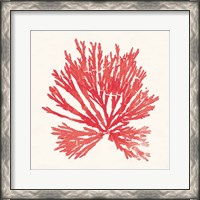 Framed Pacific Sea Mosses II Red