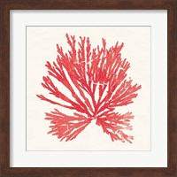 Framed Pacific Sea Mosses II Red