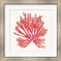 Framed 'Pacific Sea Mosses II Red' border=