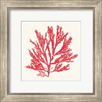Framed 'Pacific Sea Mosses I Red' border=